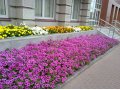 Цветущая рассада цветов. Садовый центр Мир растений - с. Сошки в городе Липецк, фото 2, стоимость: 10 руб.