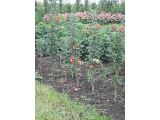 Саженцы роз, плодово-ягодных деревьев, кустарников в городе Конаково, фото 4, стоимость: 130 руб.