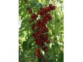 Саженцы роз, плодово-ягодных деревьев, кустарников в городе Конаково, фото 3, Рассада, саженцы, семена
