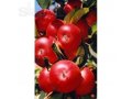 Саженцы роз, плодово-ягодных деревьев, кустарников в городе Конаково, фото 5, стоимость: 130 руб.