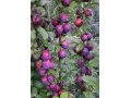 Саженцы роз, плодово-ягодных деревьев, кустарников в городе Конаково, фото 6, Рассада, саженцы, семена