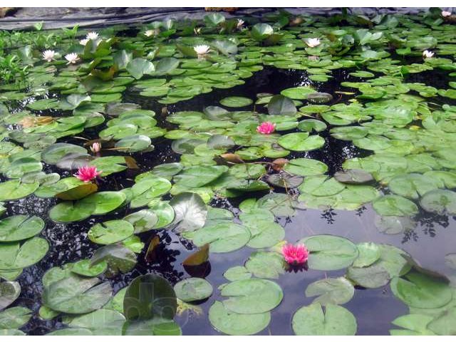 Построю декоративный пруд,ландшафтный бассейн,пруд для разведения рыбы в городе Пенза, фото 3, стоимость: 3 172 030 руб.