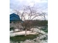 Обрезка плодовых в городе Нижний Новгород, фото 1, Нижегородская область