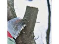 обрезка деревьев, обработка сада. Санкт-Петербург в городе Санкт-Петербург, фото 1, Ленинградская область