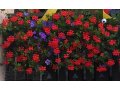 Продаю цветы для украшения дома в городе Лиски, фото 1, Воронежская область