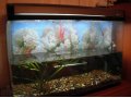 Продам аквариум в городе Благовещенск, фото 1, Амурская область