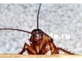Уничтожение тараканов, клопов, блох, клещей, моли, муравьев. в городе Самара, фото 1, Самарская область