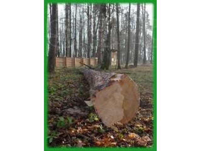 Спил и распил деревьев в городе Смоленск, фото 1, стоимость: 0 руб.