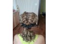 Свадебные, вечерние,детские причёски. Любой вариант плетения кос. Н в городе Воронеж, фото 5, стоимость: 0 руб.