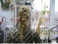плетение волос любой сложности и наращивание в городе Хабаровск, фото 1, Хабаровский край