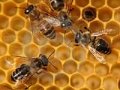 Апитерапия. Лечение пчелами пчелоужаливание на дому Петербург и Ленобл в городе Санкт-Петербург, фото 1, Ленинградская область