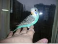 Передержка попугаев в городе Волгоград, фото 2, стоимость: 0 руб.