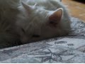 Передержка кошек в домашних условиях в городе Красноярск, фото 1, Красноярский край