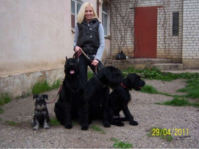 Гостиница для собак в городе Ставрополь, фото 3, стоимость: 0 руб.