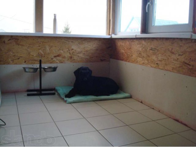 Гостиница для собак в городе Ставрополь, фото 7, Питомники, зоогостиницы, няни, передержка