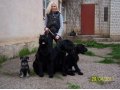 Гостиница для собак в городе Ставрополь, фото 3, Питомники, зоогостиницы, няни, передержка