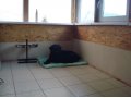 Гостиница для собак в городе Ставрополь, фото 7, Ставропольский край