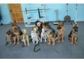 Гостиница для собак в городе Барнаул, фото 1, Алтайский край