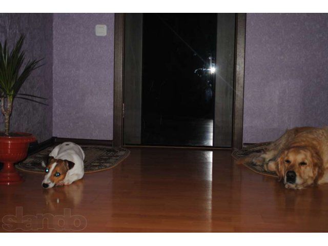 Гостиница для собак в городе Чебоксары, фото 2, стоимость: 0 руб.