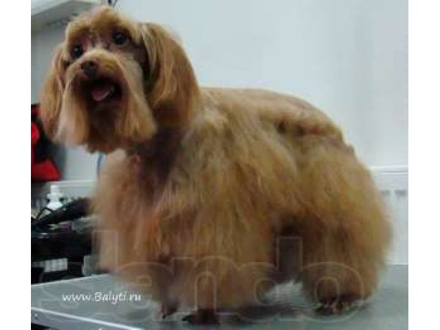 Собачий цирюльник — стрижки для домашних животных. Салон красоты в городе Москва, фото 8, Московская область
