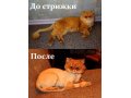 Стрижка кошек в Челябинске и Копейске в городе Челябинск, фото 1, Челябинская область