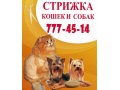 стрижка кошек и собак в городе Челябинск, фото 1, Челябинская область
