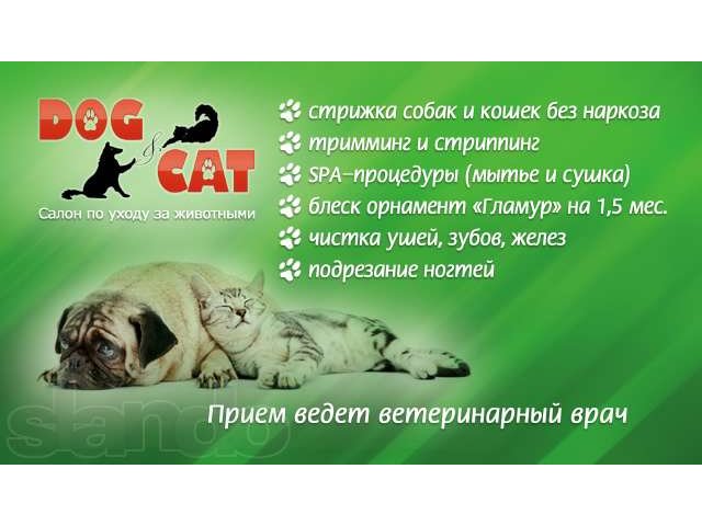 Стрижка собак в городе Краснодар, фото 2, Краснодарский край