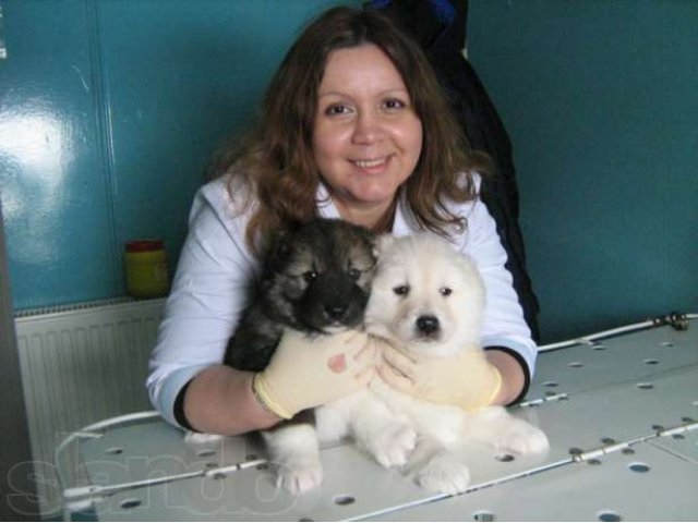Ветеринарный кабинет с.Дивноморское в городе Геленджик, фото 1, Краснодарский край