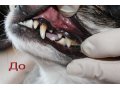 Ультразвуковая чистка зубов собакам и кошкам на дому без седации. в городе Санкт-Петербург, фото 1, Ленинградская область
