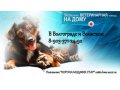 Прививки вакцинация собак, щенков кошек и котят. Выезд на дом в городе Волгоград, фото 1, Волгоградская область
