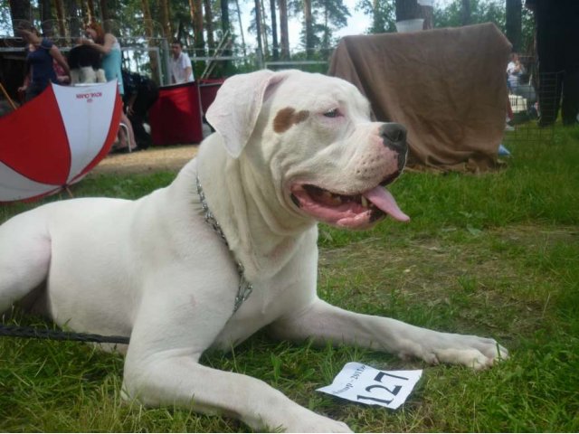 дрессировка собак всех пород в городе Екатеринбург, фото 3, Дрессировка