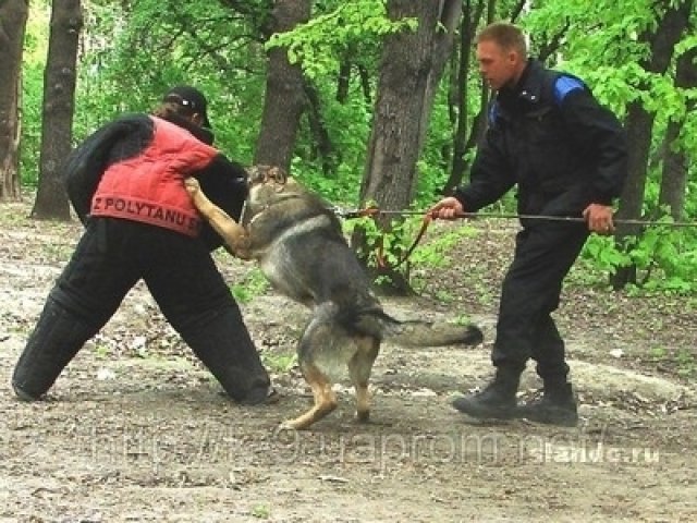 Дрессировка собак в Саратове и Энгельсе. в городе Саратов, фото 7, стоимость: 0 руб.