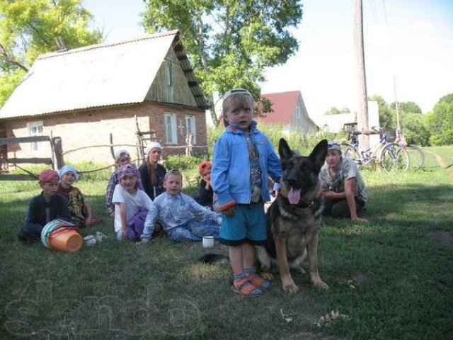 Дрессировка собак в Барнауле в городе Барнаул, фото 5, Дрессировка