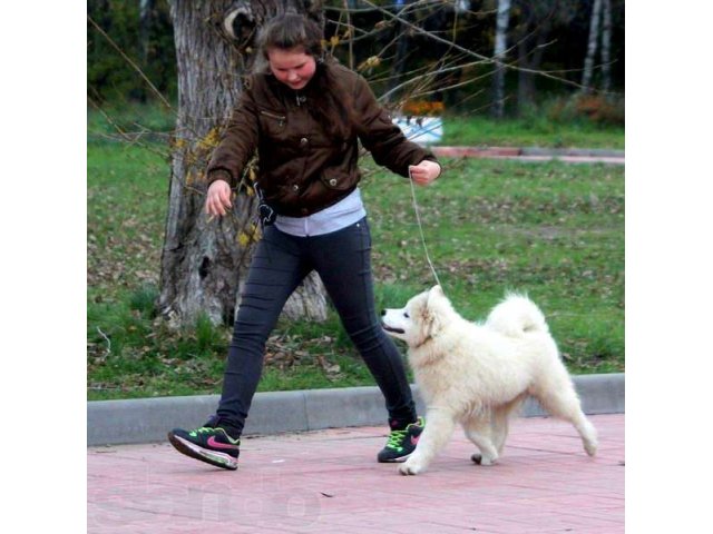 Услуги Хендлера(подготовка собаки к выставке) в городе Тверь, фото 1, Дрессировка