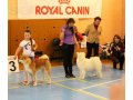 Услуги Хендлера(подготовка собаки к выставке) в городе Тверь, фото 6, Дрессировка