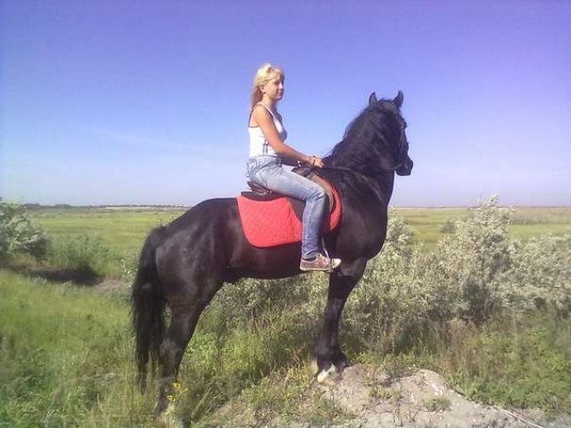 Куплю: Заездка, обучение лошадей в городе Ростов-на-Дону, фото 1, стоимость: 0 руб.