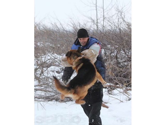 профессиональная дрессировка собак в городе Мичуринск, фото 1, Дрессировка