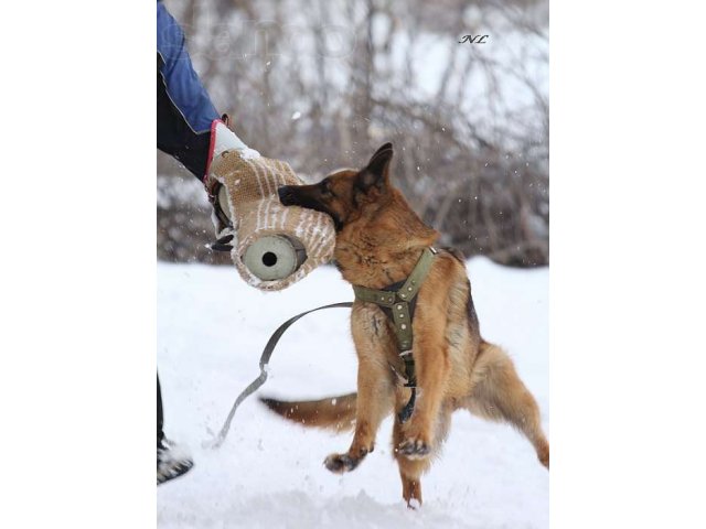 профессиональная дрессировка собак в городе Мичуринск, фото 3, стоимость: 0 руб.