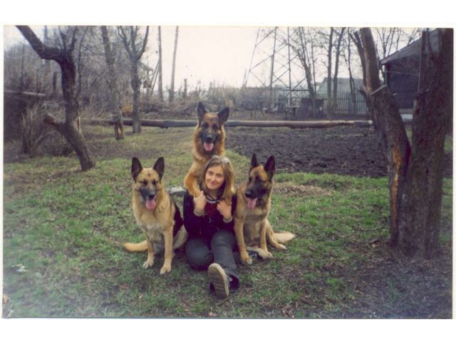 профессиональная дрессировка собак в городе Мичуринск, фото 7, Дрессировка