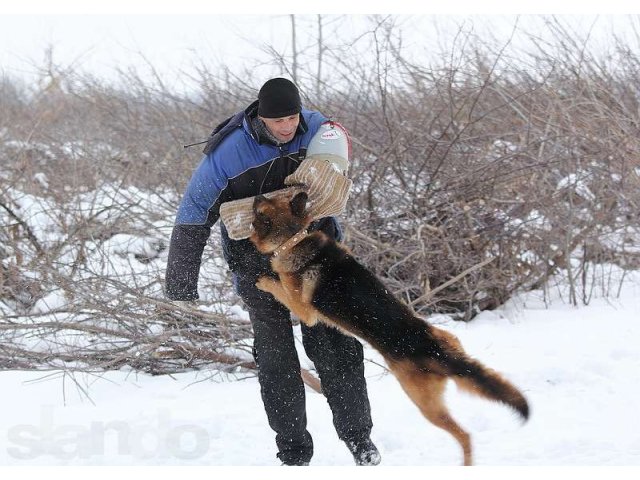 профессиональная дрессировка собак в городе Мичуринск, фото 8, Тамбовская область