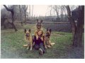 профессиональная дрессировка собак в городе Мичуринск, фото 7, Тамбовская область