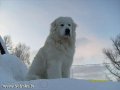 пряду собачий пух в городе Самара, фото 1, Самарская область