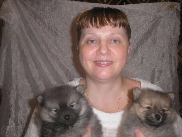 Вязки собак -- любые породы! в городе Санкт-Петербург, фото 1, стоимость: 0 руб.