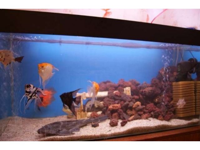 Обслуживание аквариумов в городе Иркутск, фото 1, стоимость: 0 руб.