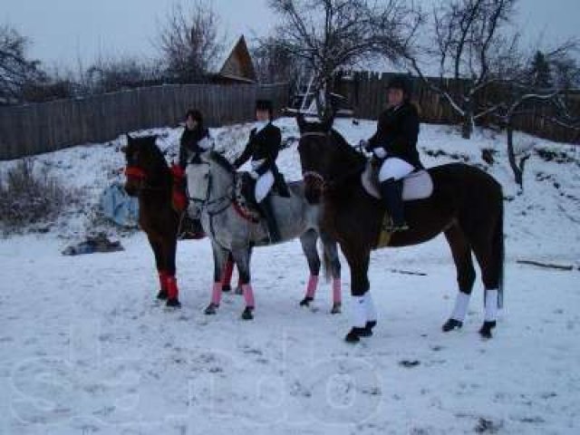 Карета+конное сопровождение автомашин (Иваново Свадьба) в городе Иваново, фото 6, Организация праздников