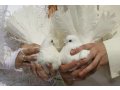 Белые голуби на свадьбу, выпускные в городе Когалым, фото 1, Ханты-Мансийский автономный округ