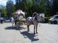 Заказ пони верхом и в санях.Лошадки в санях или карете Золушка. в городе Клин, фото 1, Московская область