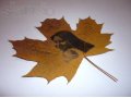 Ваши тексты и изображения на осенних кленовых листьях в городе Красноярск, фото 1, Красноярский край