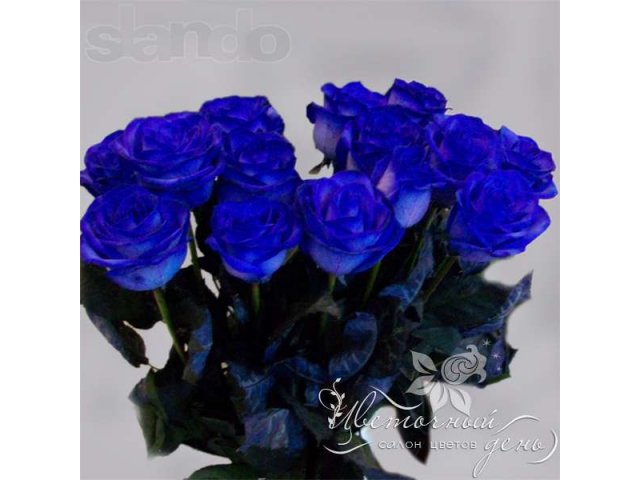 Цветы, Букеты, Радужные розы, Синие розы к 8 марта! в городе Томск, фото 7, Прочее