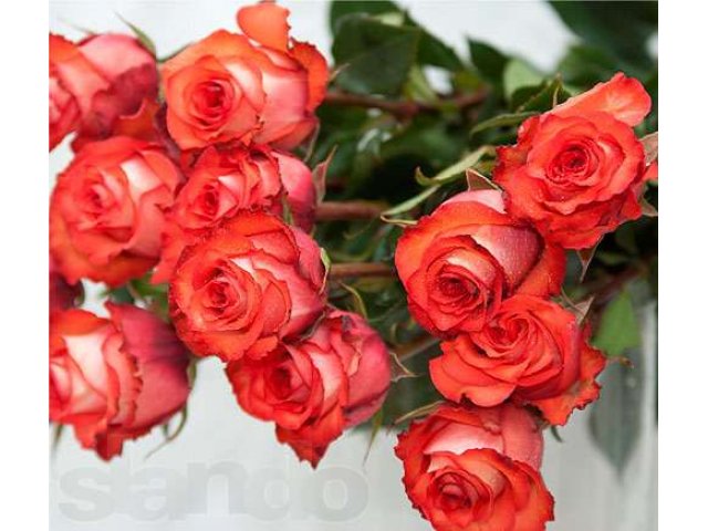 Цветы.Доставка по Уфе. Свежие розы по низким ценам!!! в городе Уфа, фото 3, Башкортостан